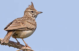 Thekla's Lark