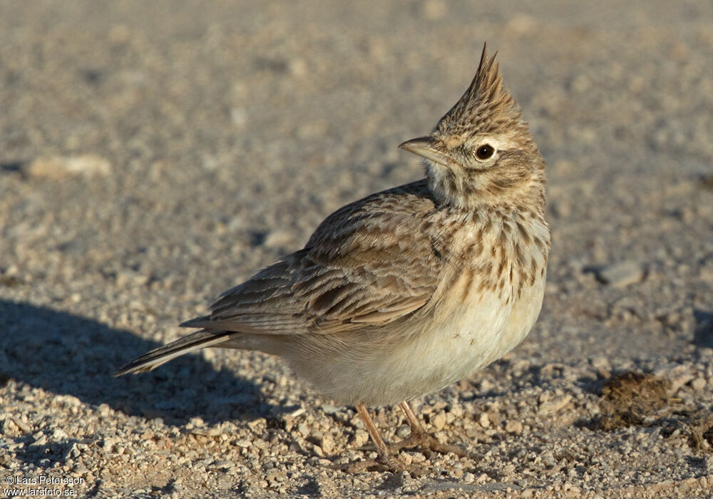 Cochevis de Thékla