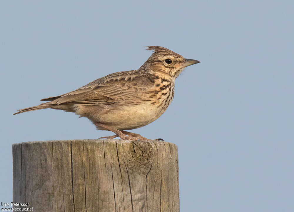 Thekla's Larkadult breeding, identification