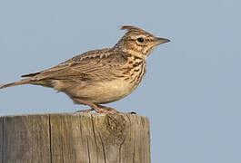 Thekla's Lark