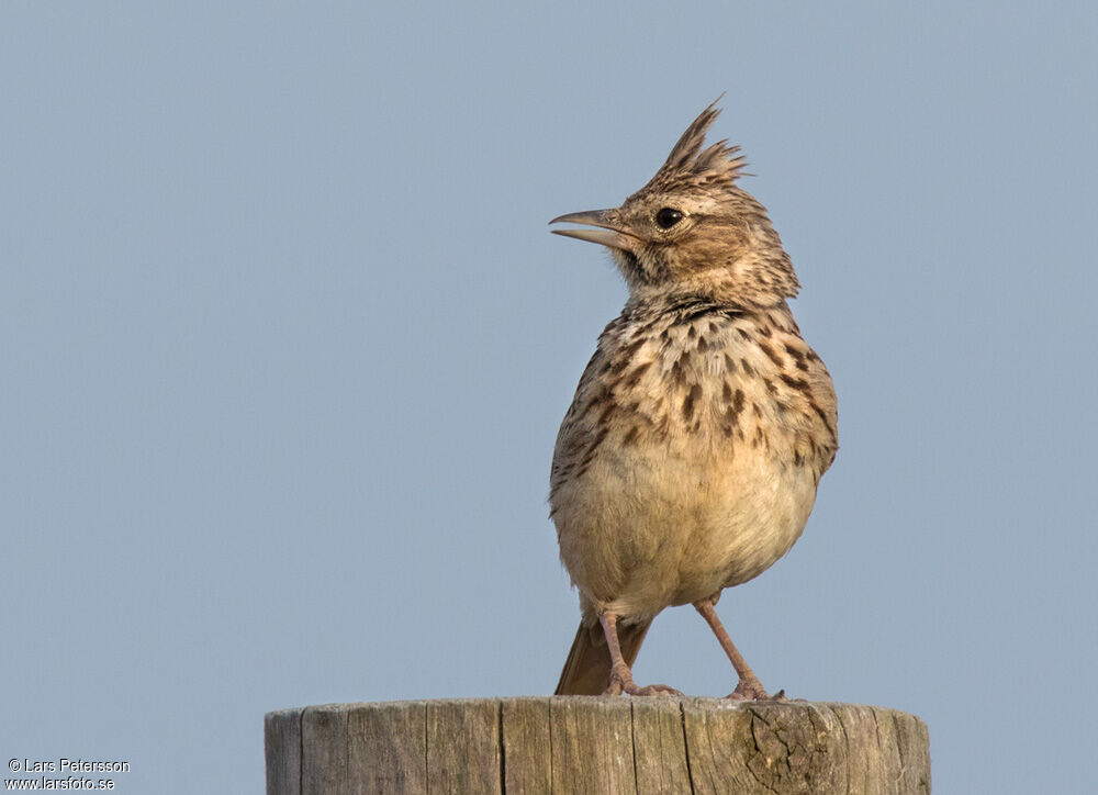 Thekla's Lark