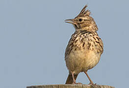 Thekla's Lark