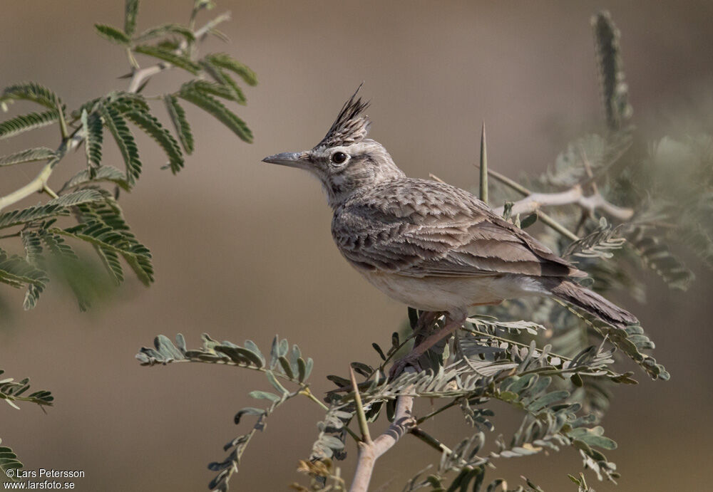 Cochevis huppé