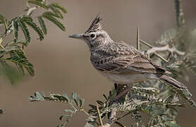 Crested Lark