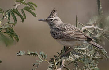 Cochevis huppé