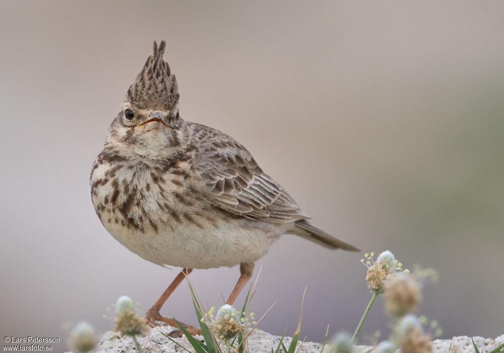 Crested Lark