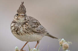 Crested Lark