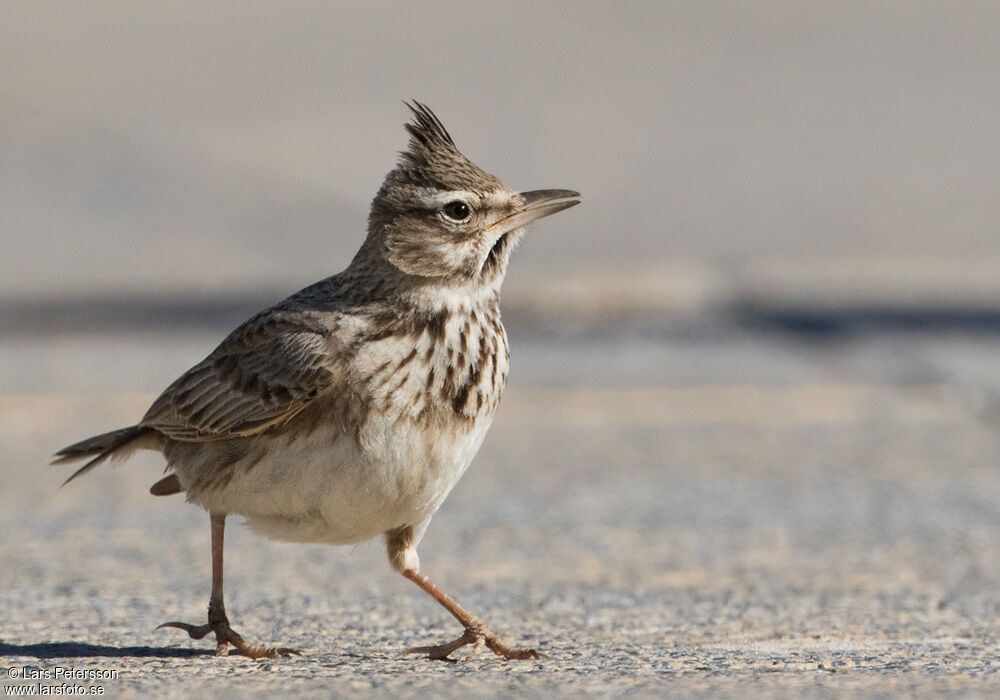 Cochevis huppé