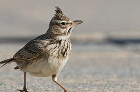 Crested Lark