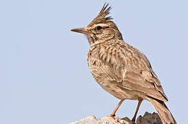 Crested Lark