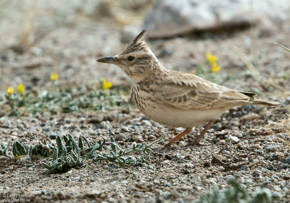 Cochevis huppé