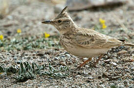 Crested Lark