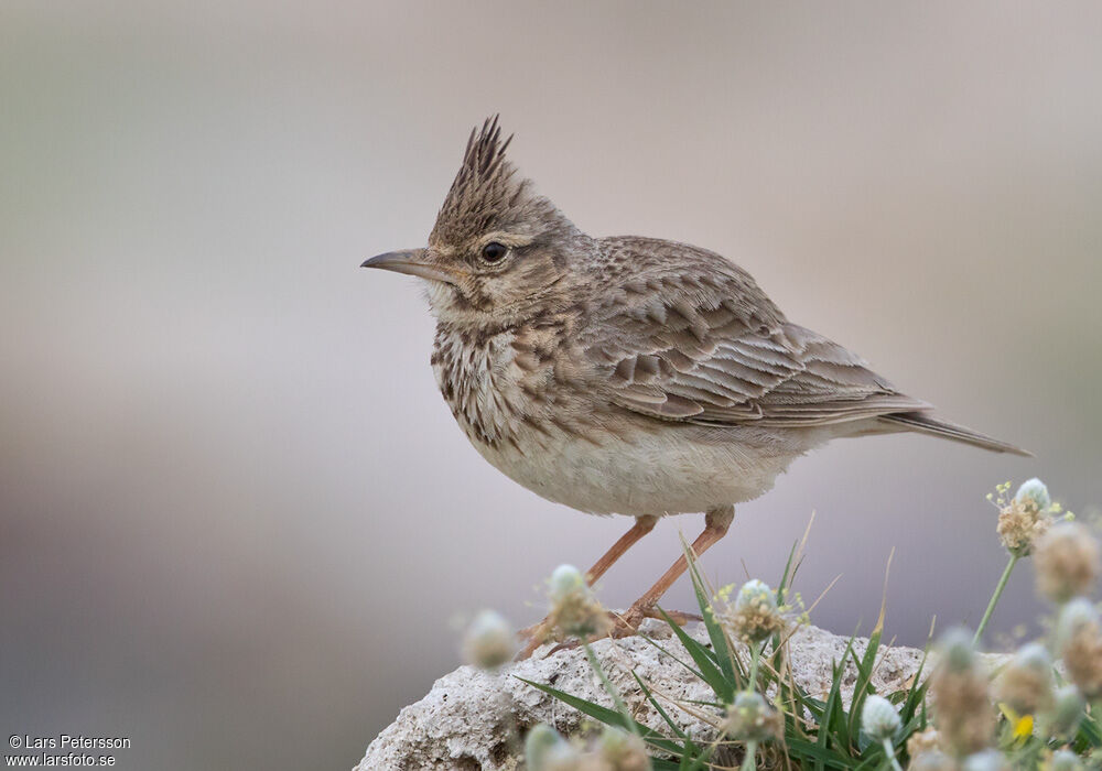 Cochevis huppé