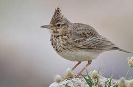 Crested Lark