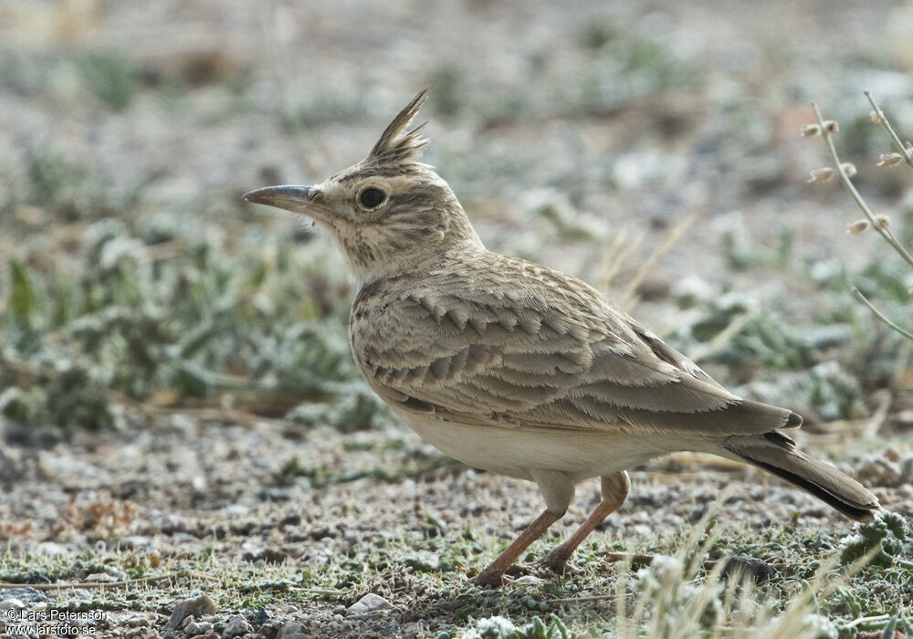 Crested Lark