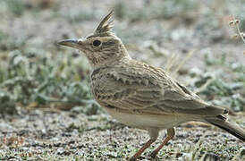 Crested Lark