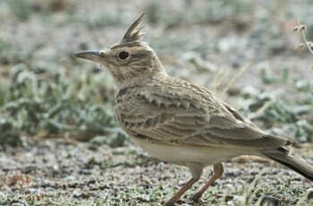 Cochevis huppé