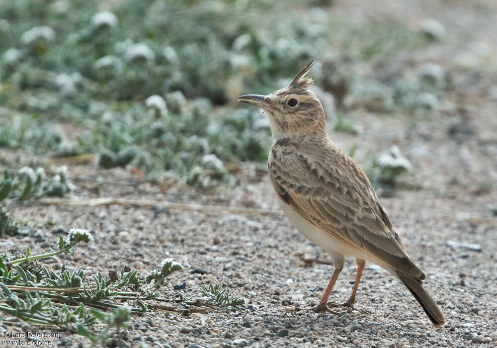 Cochevis huppé