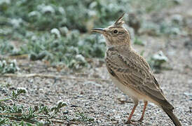 Crested Lark