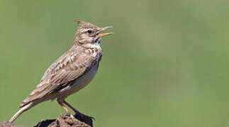 Crested Lark