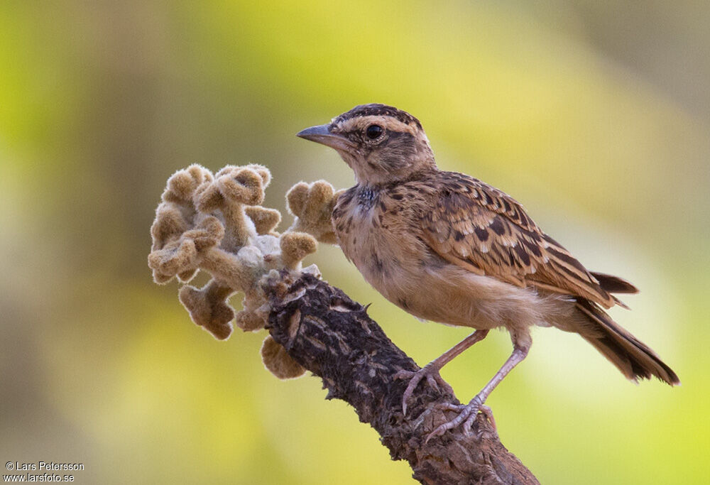 Sun Lark