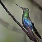 Colibri à ailes saphir