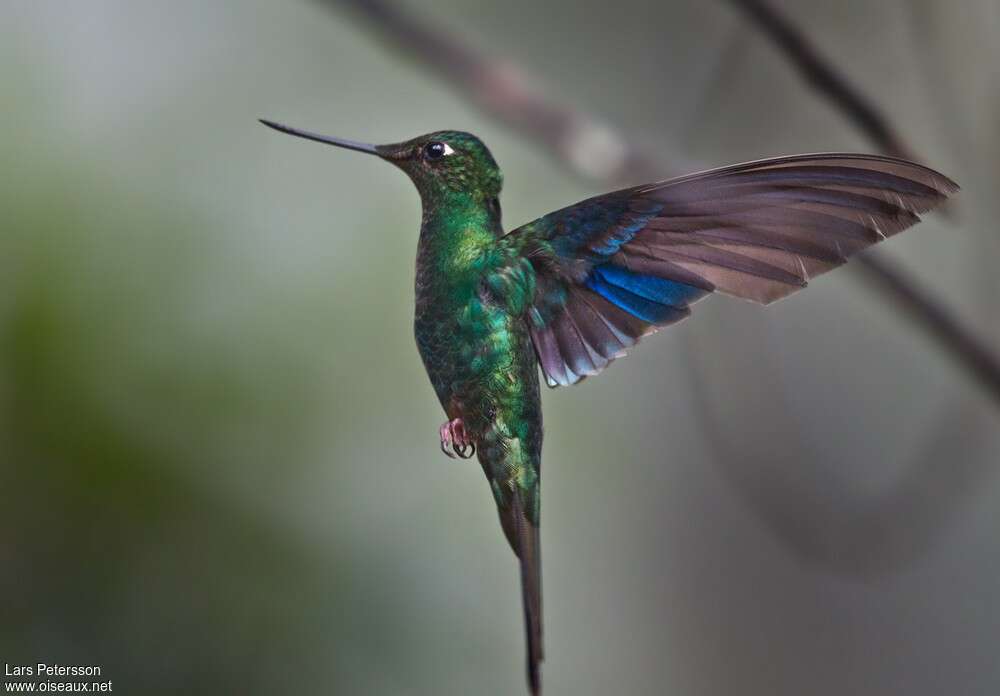 Great Sapphirewing male immature, pigmentation, Flight