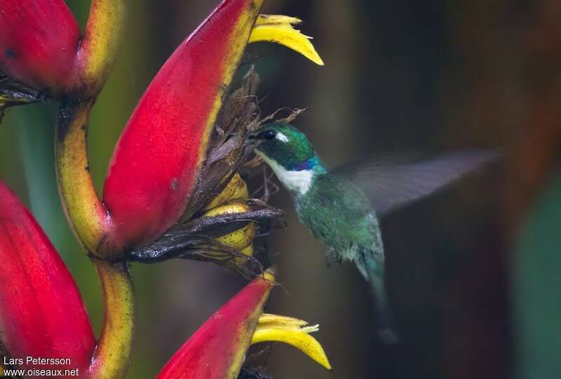 Colibri à collier blancadulte, identification