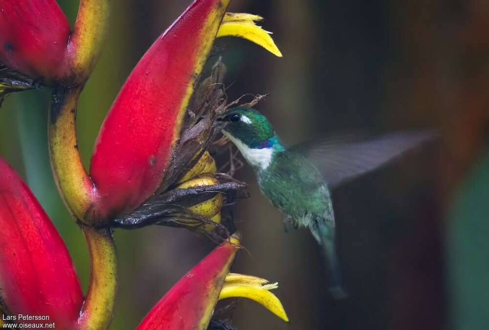 Colibri à collier blancadulte, identification