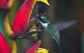 White-throated Daggerbill