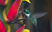 Colibri à collier blanc