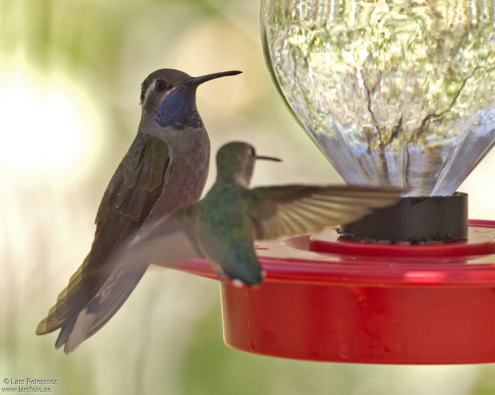 Colibri à gorge bleue