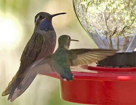 Colibri à gorge bleue