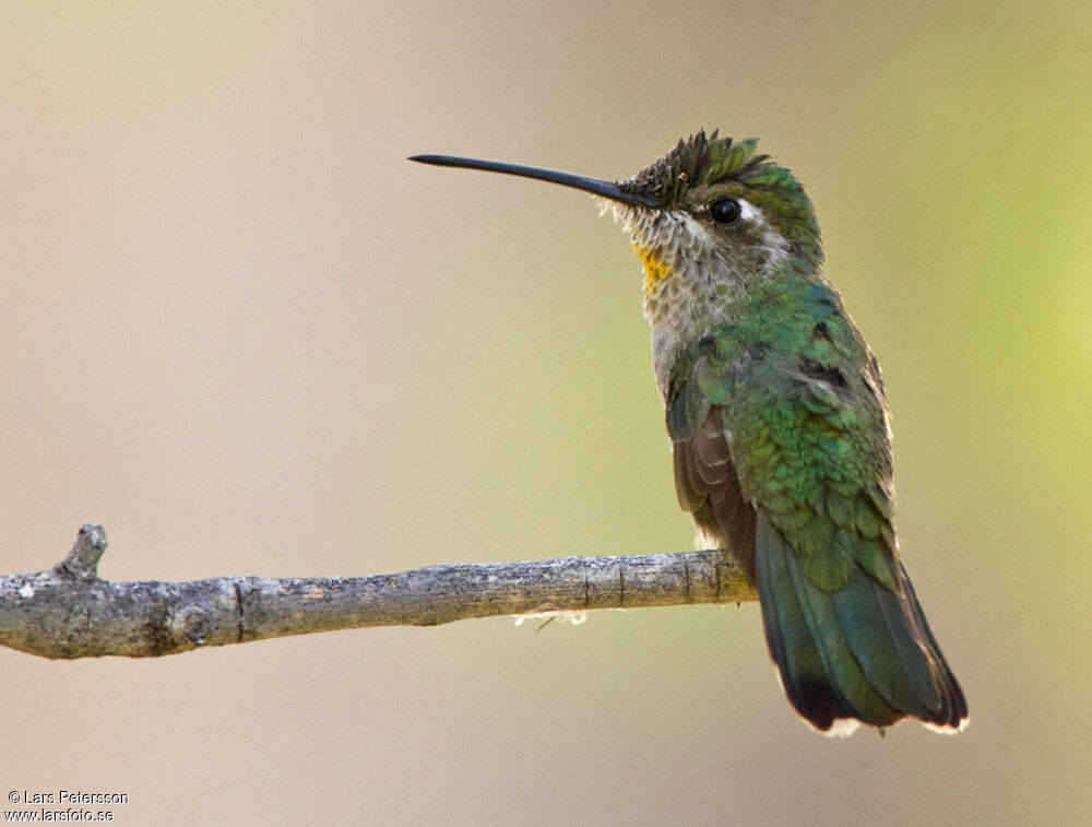 Black-chinned Hummingbird