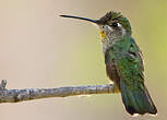 Colibri à gorge noire