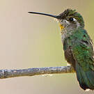 Colibri à gorge noire