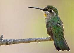 Colibri à gorge noire