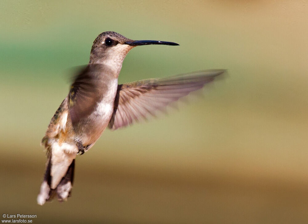 Black-chinned Hummingbird