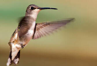 Colibri à gorge noire