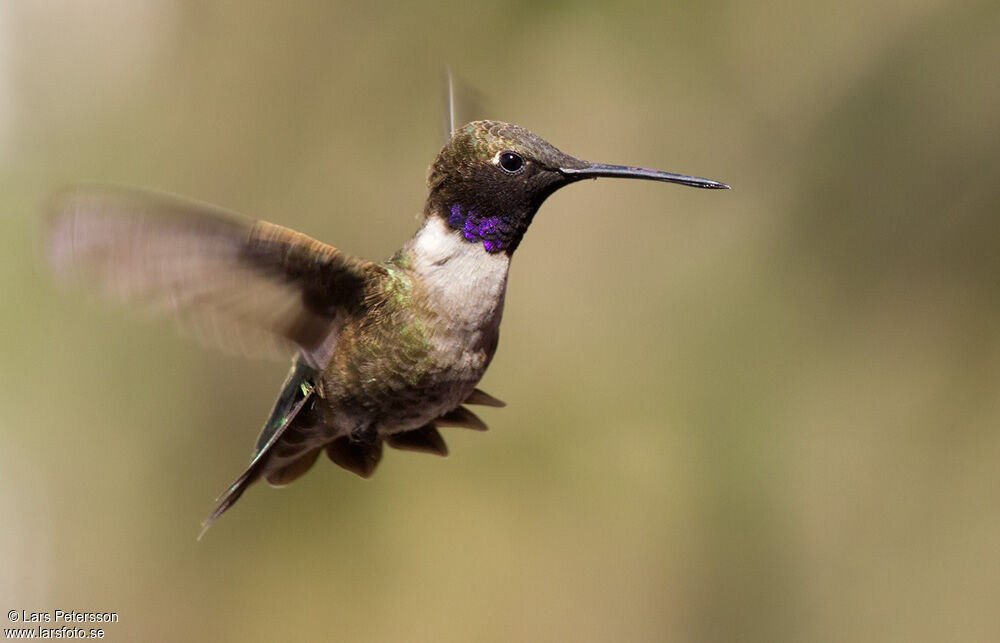 Colibri à gorge noire