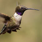 Colibri à gorge noire
