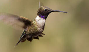 Black-chinned Hummingbird