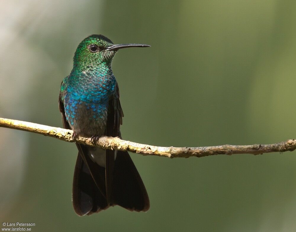 Colibri à queue bronzée