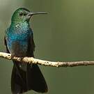 Colibri à queue bronzée