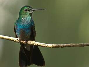 Colibri à queue bronzée