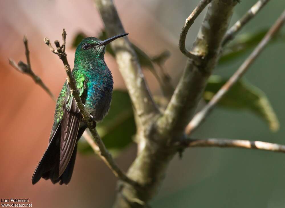 Colibri à queue bronzée, portrait