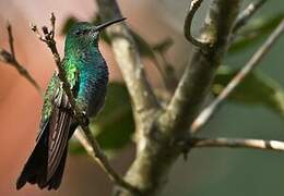 Colibri à queue bronzée