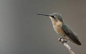 Colibri à queue courte