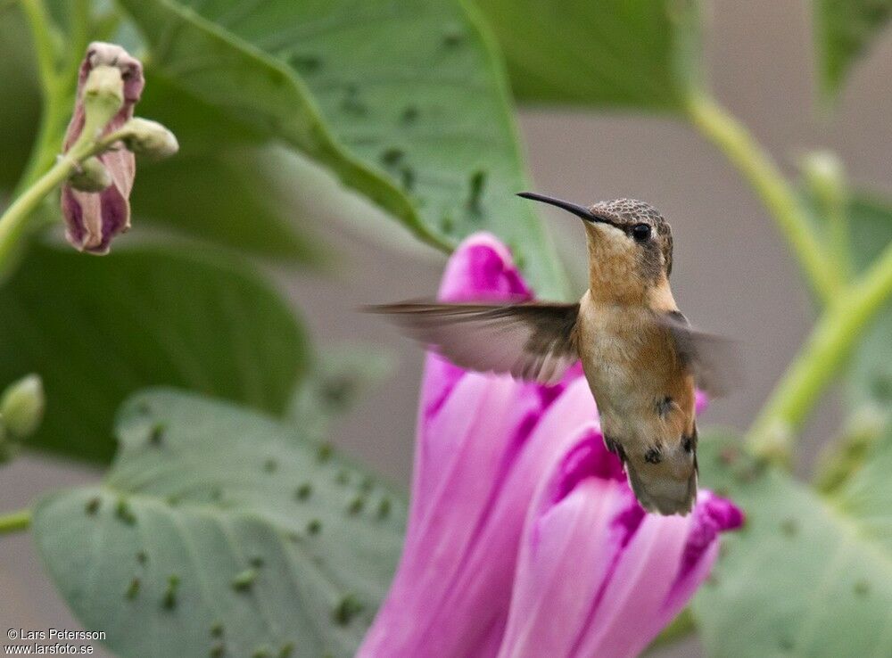 Colibri à queue courte