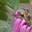 Colibri à queue courte
